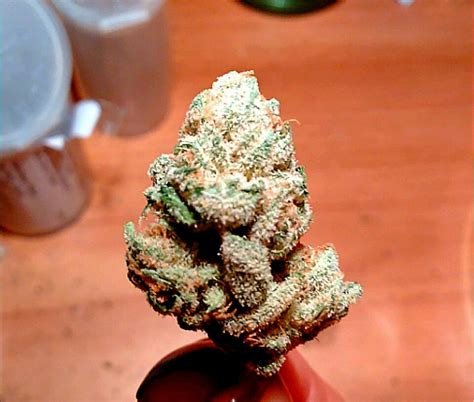 Rolls Choice Strain – Weed.com